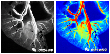 2-腸系膜第五分支血管.jpg