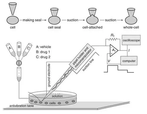 6-不同藥物作用機(jī)制研究.png