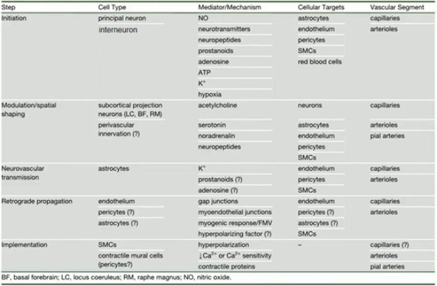 6-神經血管耦連機制.jpg