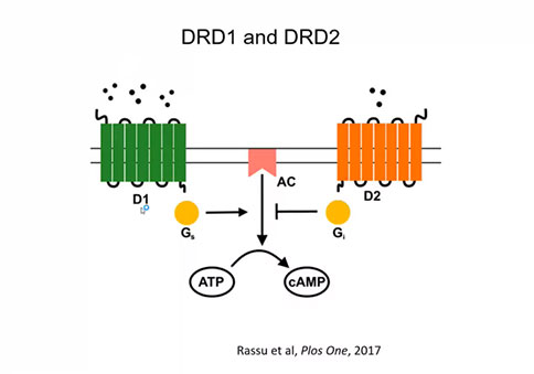 直播回顧 |「大成學堂」DA(VTA)→5-HT(DRN)神經(jīng)環(huán)路調(diào)控神經(jīng)厭食癥 