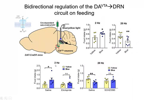 直播回顧 |「大成學堂」DA(VTA)→5-HT(DRN)神經(jīng)環(huán)路調(diào)控神經(jīng)厭食癥 