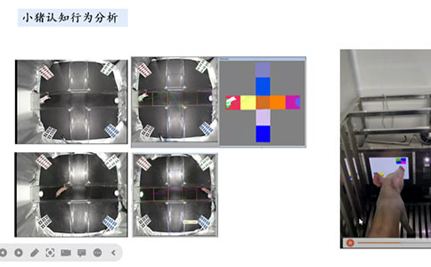 腦血管疾病動物模型領域有哪些創新技術？