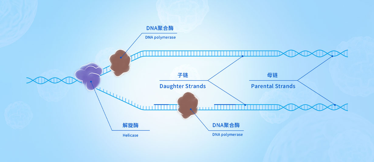 分子常規實驗應用