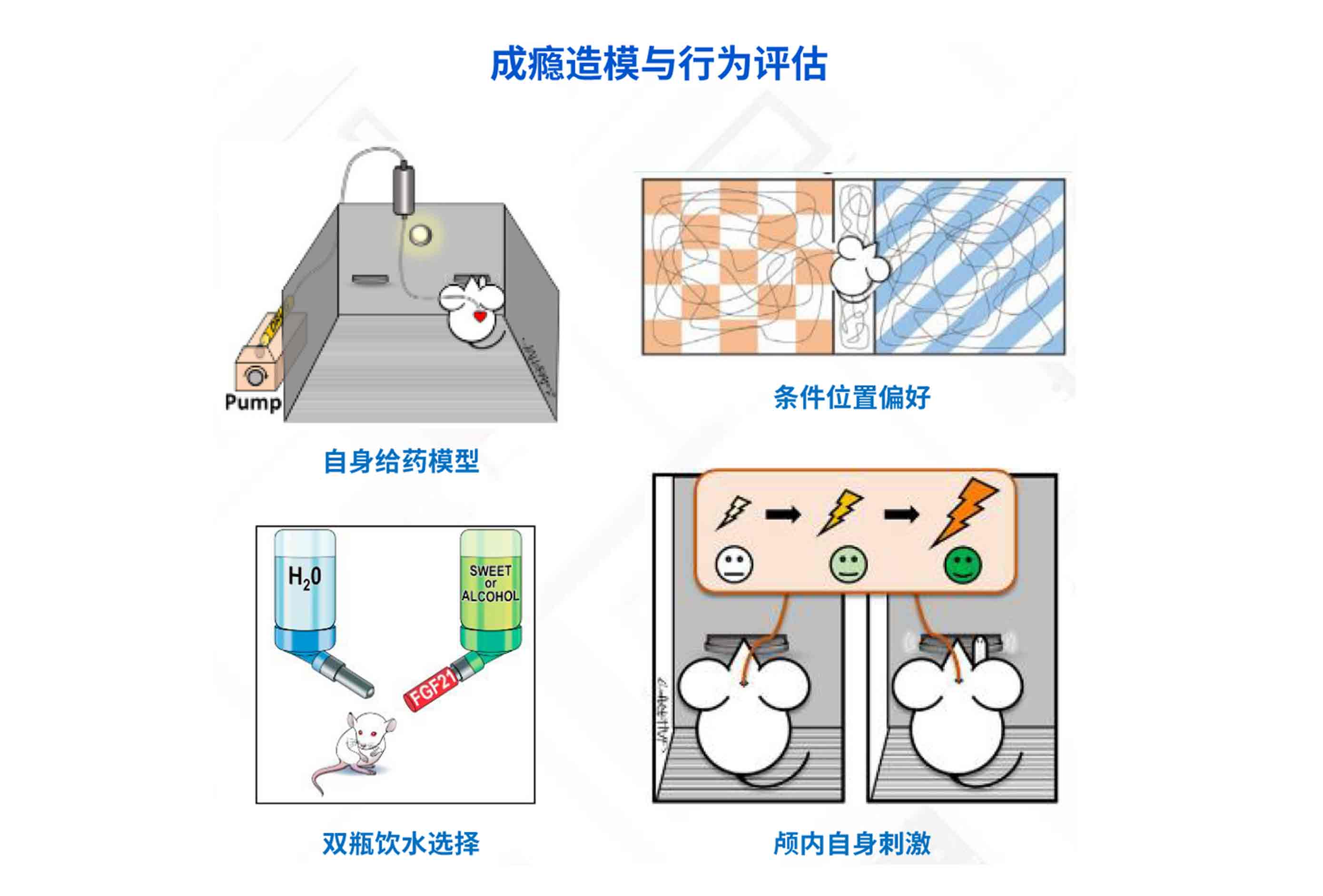 動物行為造模