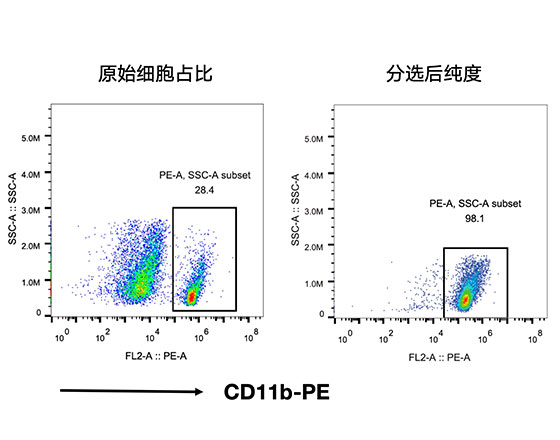 CD11b+小膠質(zhì)細胞分選試劑盒