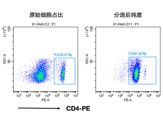 分選小鼠脾臟中的CD4+ T細胞