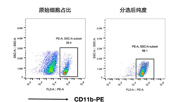 CD11b+小膠質(zhì)細胞分選試劑盒