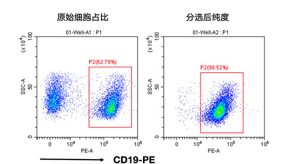 小鼠CD19+細胞分選試劑盒