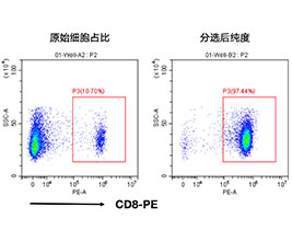 小鼠CD8+細胞分選試劑盒