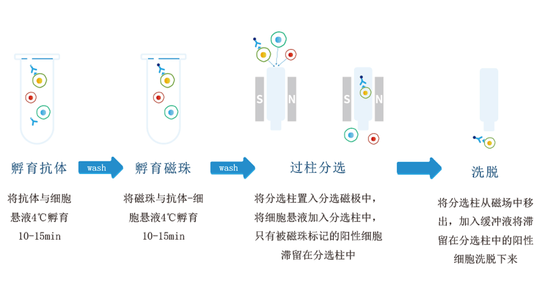 有柱式納米磁珠細(xì)胞分選試劑盒