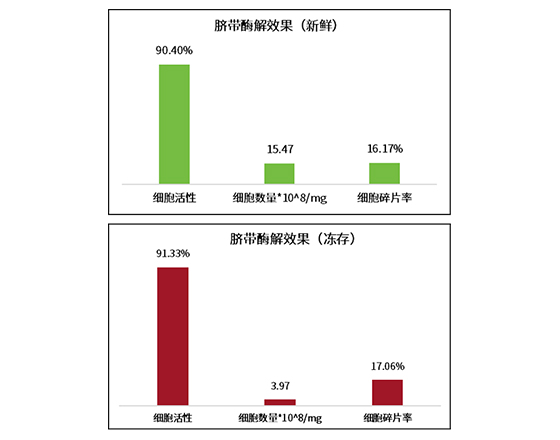 新鮮與凍存臍帶組織解離